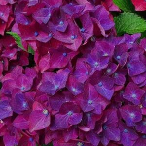Гортензия крупнолистная Хот Ред Парпл (Hot Red Purple)