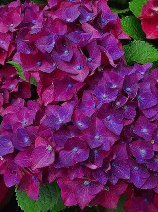 Гортензия крупнолистная Хот Ред Парпл (Hot Red Purple)