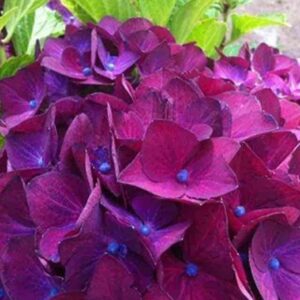 Гортензия крупнолистная Хот Ред Парпл (Hot Red Purple)
