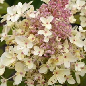 Гортензия метельчатая Пандрия (Pandria)