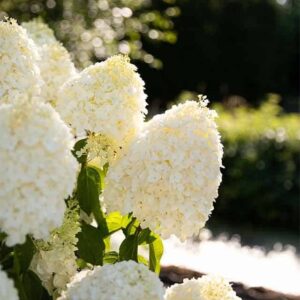 Гортензия метельчатая Саммер Сноу (Summer Snow)