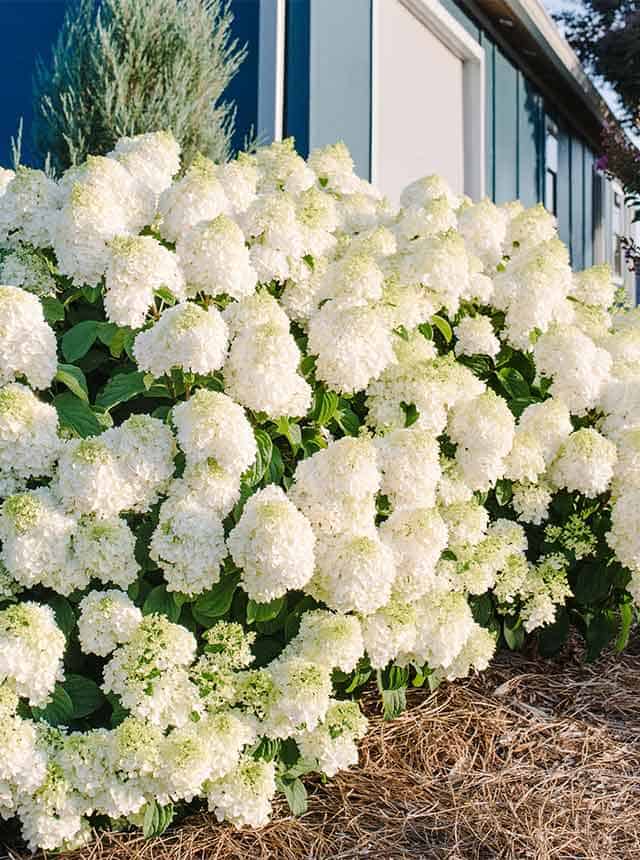 Гортензия метельчатая Литл Хотти (Little Hottie)