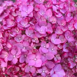 Гортензия древовидная Кандибель Вайнгам (Candybelle winegum)