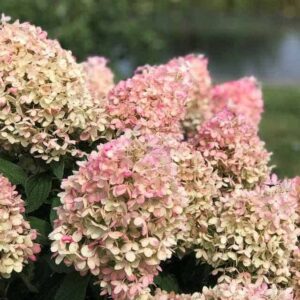 Гортензия метельчатая Пинкачу (Pinkachu)