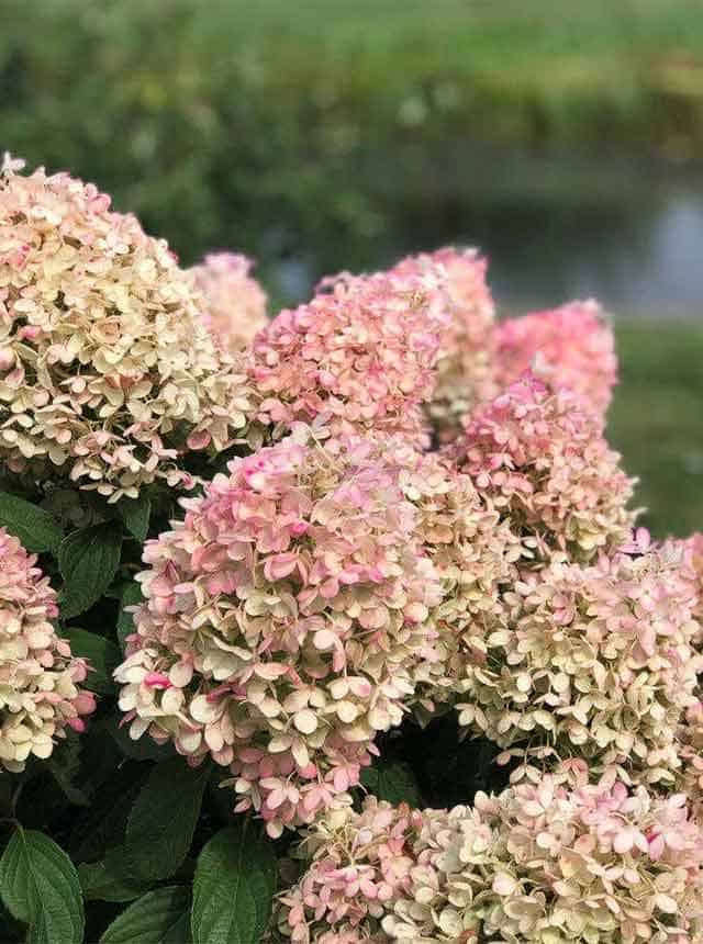 Гортензия метельчатая Пинкачу (Pinkachu)