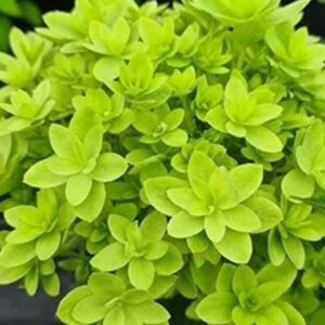 Гортензия метельчатая Мечта Лесково (Mechta Leskovo)