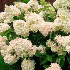 Гортензия метельчатая Грандифлора (Grandiflora)