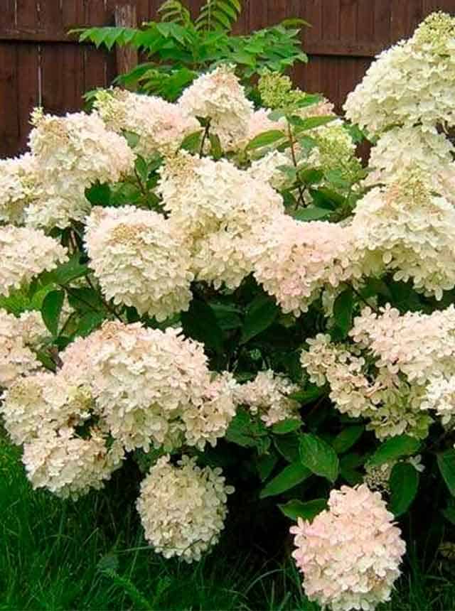 Гортензия метельчатая Грандифлора (Grandiflora) — изображение 2